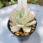 ブルークラウド・土つき苗・多肉植物