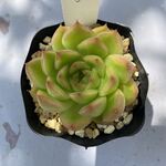 アイスエイジ・土つき苗・多肉植物
