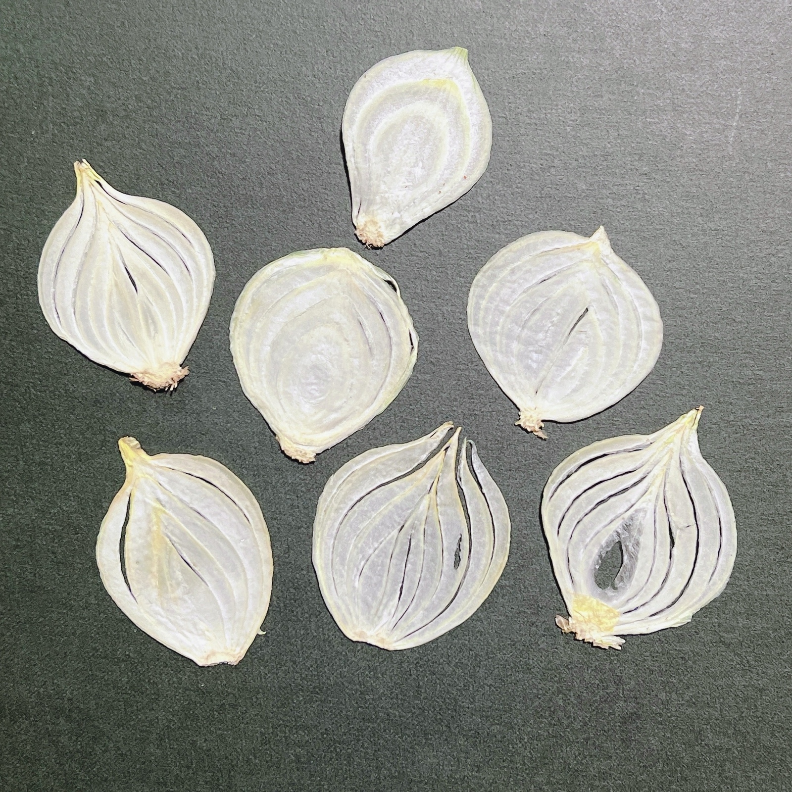 ミニトマト プチトマト 13個 押し野菜 素材 押しフルーツ
