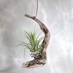 ハンギングエアプランツ🌱 流木雑貨 H約16cm