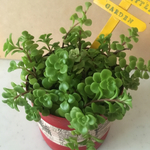 リメ缶に多肉植物セダム