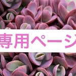 専用ページ