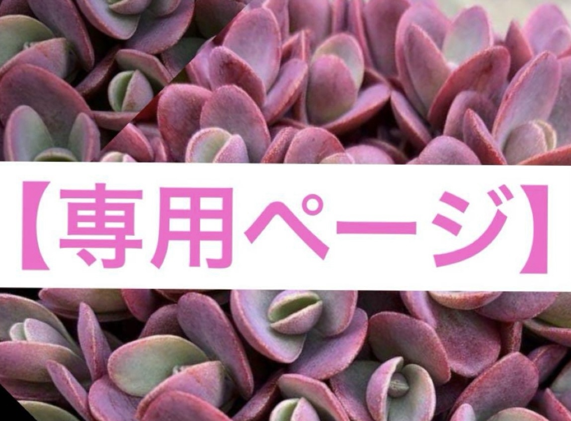 再販】多肉植物🪴アロマティカス・抜き苗 - たまちゃんと多肉