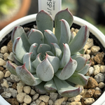 ✨29日まで特別販売！✨★ザラゴーサSPノバ（子株付き）多肉植物 自家繁殖（限定1株、ポット付き宅配便送料無料、コロラータルーフ1苗付き🎁）