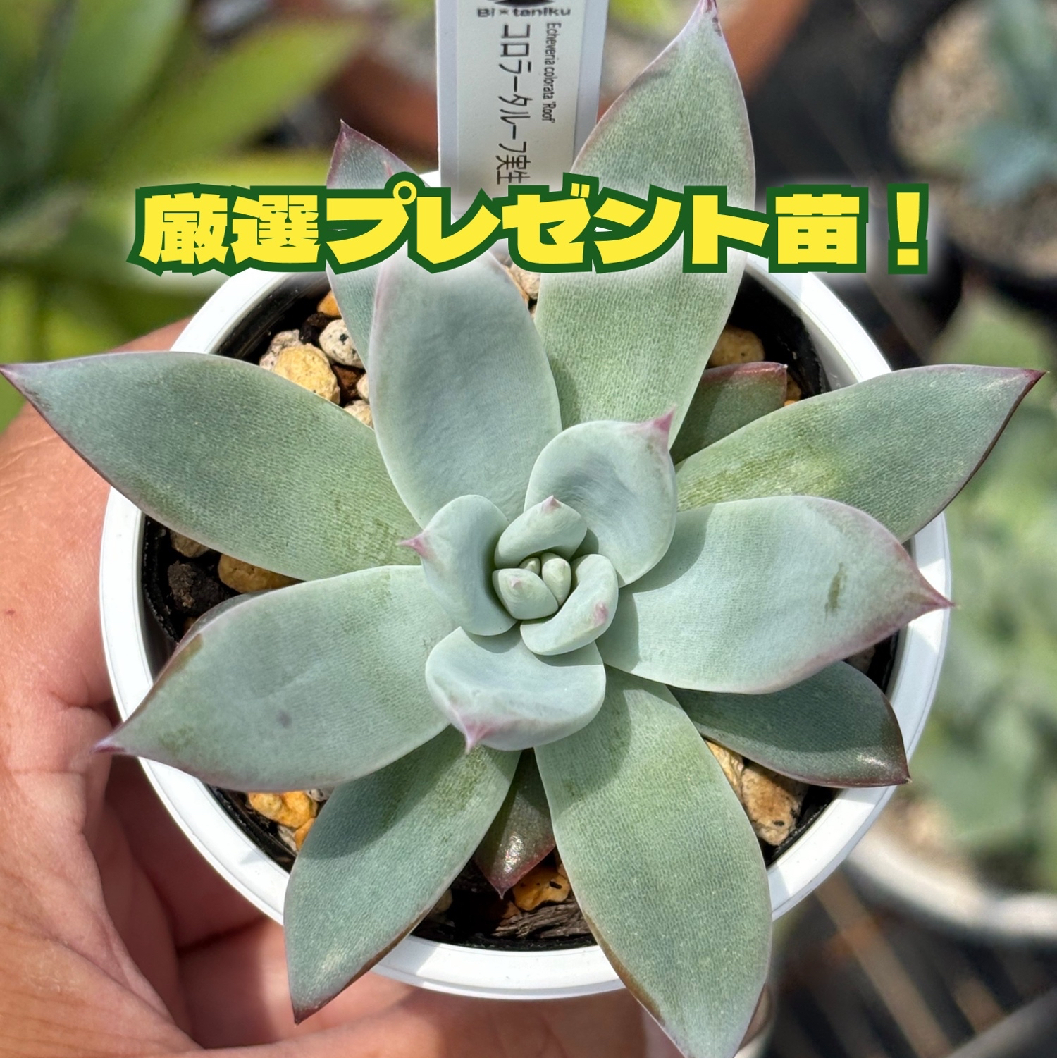 ✨29日まで特別販売！✨☆ザラゴーサSPノバ（子株付き）多肉植物 自家
