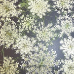 ♡人気作品♡ 作家様必見！レースフラワーの押し花セット♡