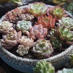 韓国苗 多肉植物 エケベリア  3 0苗入り　2-4cm  キャンペーン
