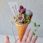 即日発送可1点もの🆕スタンド付き🍦ワッフルコーンのリトープスと可愛いエケベリアの寄せ植え🤍(サンプル特価)