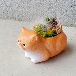 ラス2🫶再販なし🆕ふてにゃんの寄せ植え♡(鉢底に肉球あり🐾)  多肉植物orサボテンの寄せ植え🐈‍⬛ふてニャン 猫 ねこ スコティッシュフォールド 