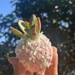小さい生きてるインテリア🌼ピンクきらきら