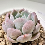 秘境ゼリー 現品0016 多肉植物