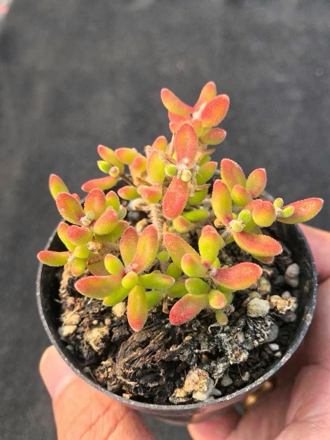 SALE❣️多肉植物 ドロサンテマム キラキラ ルビー 抜き苗 1株 - 愛