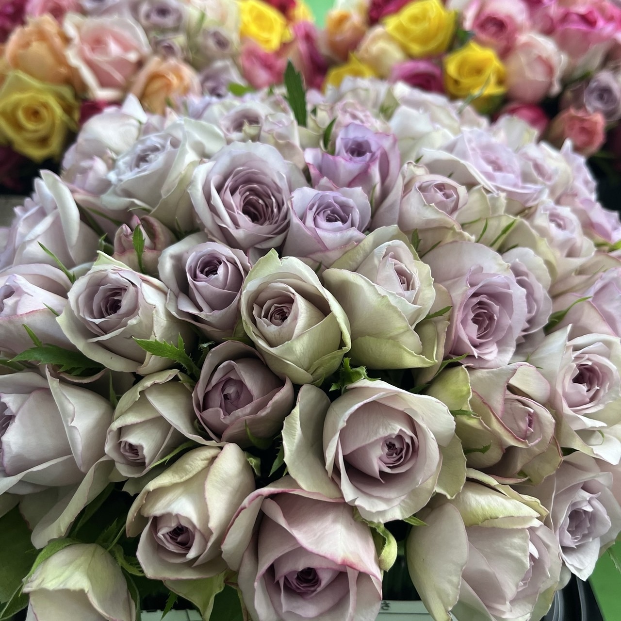 バラ 《切り花 ・生花 》おまかせミックス 30㎝SM混合サイズ！40