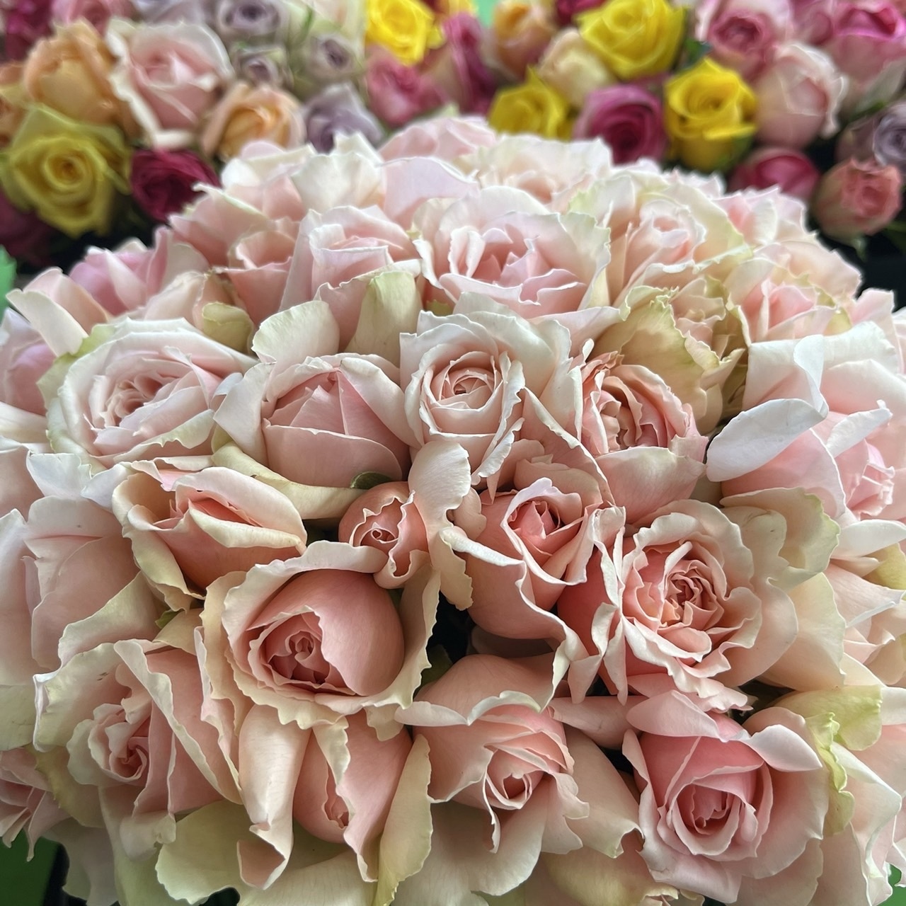 バラ B品 切り花・生花【画像参照】30㎝100本 規格外品・お得品