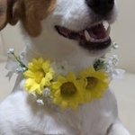 ひまわり🌻のお花の花冠