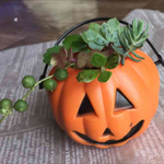 ハロウィン 多肉植物を楽しむキット