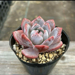 多肉植物 プロりフィカモラン