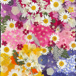 たくさんの押し花☆葉材☆花材