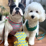 ハーネス☆ マリンストライプ イエロー ハーネス リード タッセル付  犬猫 パピーおすすめ