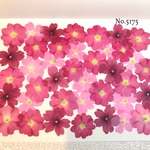♡new♡作家様必見♡ 人気のバーベナがいっぱい♡ 押し花セット