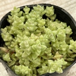エルネスティ＊多肉植物＊ポットごと