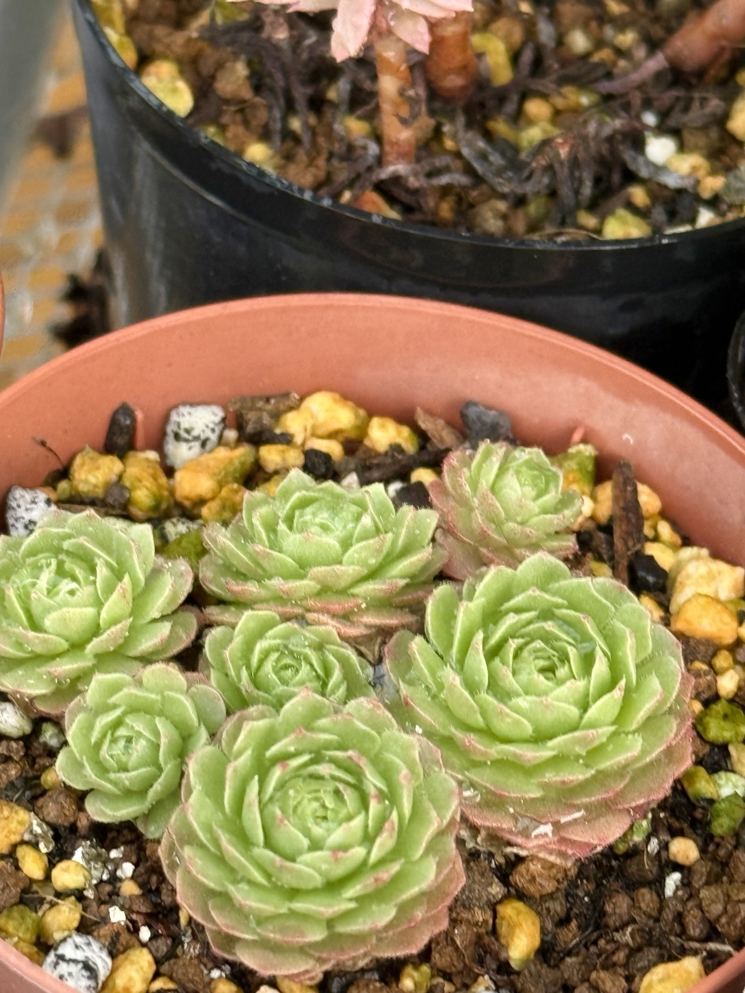 77 パープルリナ錦　希少　カット　紅葉中　多肉植物 紅葉 | RuPo 多肉植物専門店