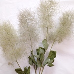 スモークツリー(グリーンファー)のドライフラワー(4本セット)