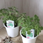 香る♡多肉植物♡アロマティカス♡ハーブ♡