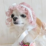 【送料無料】（中）小型犬　帽子　くすみピンク　総レース　りぼん　バブ帽子