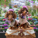 犬 パープルピンク × ピンク マム 花冠 ♡ 猫 ペット 帽子 ヘッドドレス カチューシャ 花 冠 かぶりもの 被り物 レース フリル 誕生日 うちの子記念日 バースデー