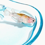 メダカの置物🐟水の中で花が咲くように