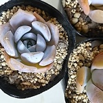 エケべリア⭐️リリアン⭐️多肉植物⭐️ガーデニング⭐️多肉苗⭐️インテリア⭐️観葉植物