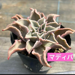 多肉植物 マディバ