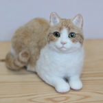 ☆ようもうのねこ☆　～まんまるまるのスコティッシュストレート～