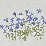 🍀プラティアブルー30リン〜再販 押し花素材