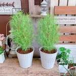 お買い得♪色の変化が楽しめる♡【コキアほうき草】ふわふわグリーン！紅葉も♡コロンと可愛い！樹脂器