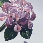 【金具変更可能】紫陽花のコサージュ　立体刺繍風ブローチ　グラデーションピンクx薄紫