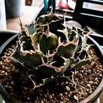 多肉植物 アガベチタノタ( HX)黒犀白鯨スーパーチタノタ悪魔くん