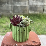 ★送料無料★♡そのまま飾れる♡サボテンポット♬可愛い多肉植物寄せ植え╰(*´︶`*)╯♡