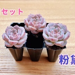 【レア品種】☆粉黛(フンタイ)☆多肉植物3苗セット 土・根付き