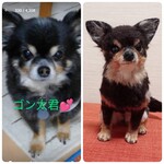 ロングコートチワワのゴン太君