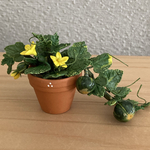 かぼちゃの鉢植え　4