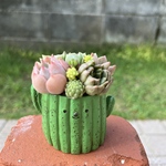 ★送料無料★♡そのまま飾れる♡サボテンポット♬可愛い多肉植物寄せ植え╰(*´︶`*)╯♡