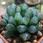 【激安】オブツーサ　ハオルチア 良株　美株　多肉植物　観葉植物　大人気