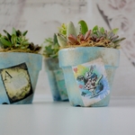 多肉植物_アリスのリメ鉢寄せ植えB