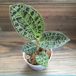 即完売♡宝石蘭♡ジュエルオーキッド♡観葉植物♡