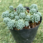 マジョール・抜き苗・多肉植物