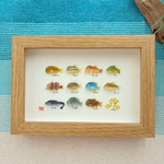 川魚図鑑🐟シーグラスアート