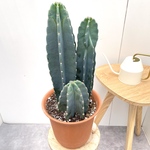 柱サボテン　3本立て　4【現品】観葉植物　ドライガーデン　7号