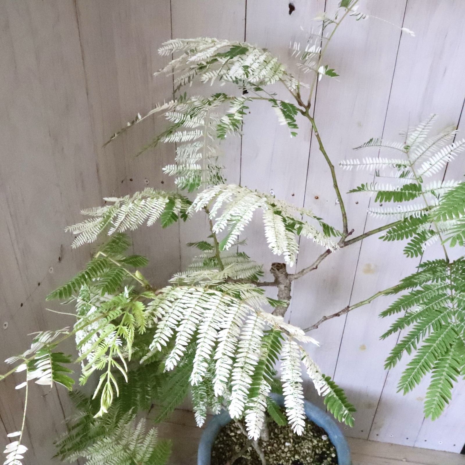 立派♡ 希少♡斑入り♡エバーフレッシュ♡ネムの木♡観葉植物